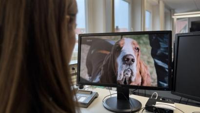 Bild: Leon Karwath 
Ein Videobeitrag des Südwestrundfunks (im Bild eine Szene aus dem Beitrag) zeigt Hunde mit Qualzuchtmerkmalen, die auf einer Hundeausstellung in Rieden präsentiert wurden.