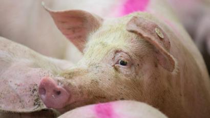 Archivbild: Friso Gentsch/dpa
Schweine stehen in einem Stall. Beim Transport von Borstenvieh in einen Schlachthof soll ein 37-Jähriger Regeln nicht eingehalten und so einem Tier Schmerzen verursacht haben. Deshalb muss er sich vor Gericht verantworten.