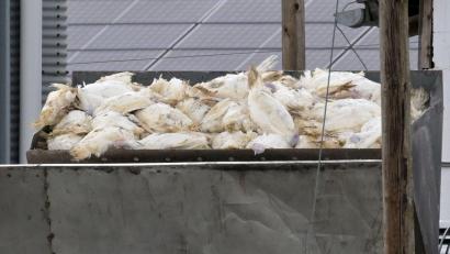 Bild: Michael Bahlo/dpa
Wenn in einem Geflügelbetrieb die Vogelgrippe nachgewiesen wurde, müssen alle Tiere vorsorglich getötet und vernichtet werden. Die Tierseuchenkasse leistet Entschädigungszahlungen. (Illustration)