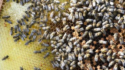 Archivbild: Gabi Schönberger
Um den Nektar für ein Kilogramm Honig zu sammeln, müssen Bienen drei bis fünf Millionen Blüten besuchen. Die dafür benötigte Strecke entspricht der dreifachen Erdumrundung, heißt es auf der Webseite des Bezirksverbands Imker Oberpfalz.