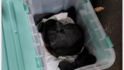 Bild: Bundespolizei
Beamte der Bundespolizei Waidhaus finden bei einer Kontrolle einen jungen Hund.