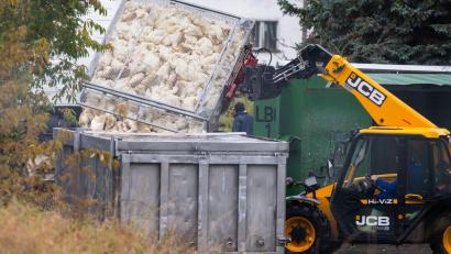 Bild: Christophe Gateau/dpa
Unzählige Gänse und Enten mussten aufgrund des Vogelgrippe-Ausbruchs in Agrarbetrieben bereits getötet werden.  (Archivbild)