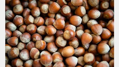 Bild: Lisa Ducret/dpa
Die Haselsnussernte ist in Italien so schlecht ausgefallen wie seit Jahrzehnten nicht mehr. (Archivbild)