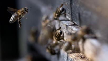 Bild: Sven Hoppe/dpa
Zwei Bienenvölker werden durch das Feuer ausgelöscht. (Symbolbild)