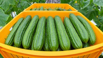 Symbolbild: Patrick Pleul
Eine Frau aus Birgland wurde beim Online-Kauf einer Goldmünze betrogen. Statt der Münze fand sie eine Gurke im Paket.