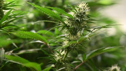 Bild: Martin Schutt/dpa
Die Ermittler hoben drei Plantagen zum professionellen Anbau von Cannabispflanzen aus. (Symbolbild)