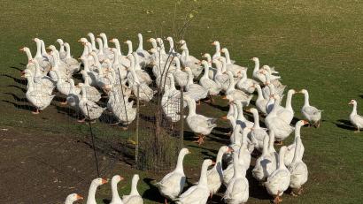 Bild: Gabi Schönberger
Viel Platz haben die Gänse im Freilandgehege in Waldkirch. Sollte in der Nähe die Geflügelpest ausbrechen, wäre die Stallpflicht noch das geringste Übel.