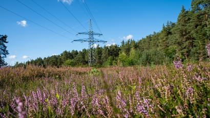 Bild: Bayernwerk/Adriane Lochner
Auf einem rund vier Kilometer langen und 66 Meter breiten Trassenabschnitt des Bayernwerks östlich von Grafenwöhr hat sich eine ökologisch bedeutsame Heidelandschaft entwickelt, in der nachweislich auch seltene und bedrohte Arten leben.