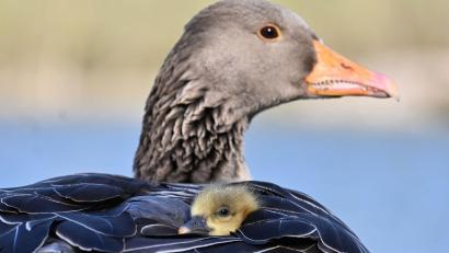 Bild: Katrin Requadt/dpa
In Oberbayern ist die Vogelgrippe bei fünf verendeten Graugänsen nachgewiesen worden. (Symbolbild)