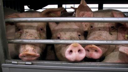 Symbolbild: Franz-Peter Tschauner/dpa
Bei einem Transport im Landkreis Schwandorf soll ein Tier schwer verletzt worden sein. Der Fall ist nun Thema vor dem Amtsgericht.