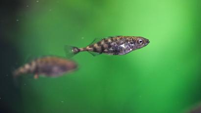 Bild: Felix Kästle/dpa
Der Stichling ist der kleinste der heimischen Raubfische. Im Ammerbach bei Amberg sind jetzt wohl mehrere dieser Winzlinge umgekommen.