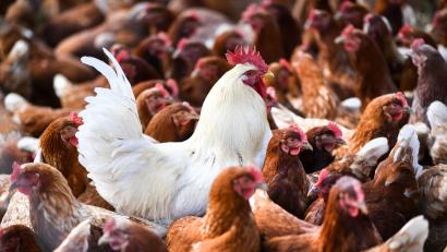 Symbolbild: Felix Kästle/dpa
Die Vogelgrippe, auch Geflügelpest genannt, kann auch Hühner befallen. Die Infektionskrankheit verläuft bei vielen Vogel- und Geflügelarten häufig tödlich.