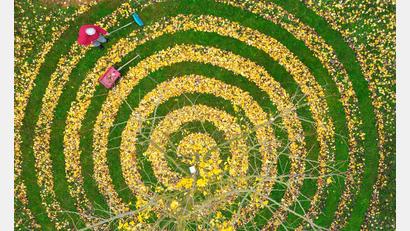 Bild: Patrick Pleul/dpa
Herbstkunst im Garten: Ginkgo-Blätter in Spiralenform in einem Garten in Petersdorf