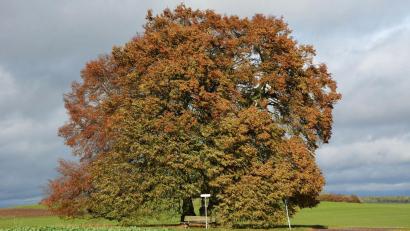 Bild: jr
Der Naturschutzbeirat des Landkreises Tirschenreuth will diese zwei Winterlinden am Lehenbühl bei Konnersreuth zu einem Naturdenkmal ausweisen.