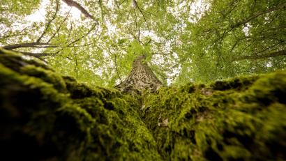 Symbolbild: Julian Stratenschulte/dpa
Die FBG Kemnath und das AELF Tirschenreuth informieren bei Gebietsversammlungen über den Holzmarkt.