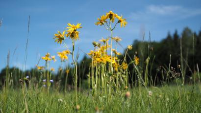 Archivbild: Robert Mertl
Noch gibt es die Heilpflanze Arnika im und rund um den Steinwald. Doch ihr Fortbestand ist gefährdet, weshalb schon seit Jahren ein Hilfsprojekt läuft.