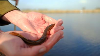 Bild: Markus Hibbeler/dpa
Ein Schlammpeitzger sieht nicht gerade aus wie ein typischer Fisch. (Symbolbild)