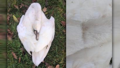 Bild: Eberhardt/Tierschutzverein Städtedreieck
Tierschützer fanden einen toten Schwan bei Burglengenfeld. Dieser hatte eine Angelschnur um den Hals.