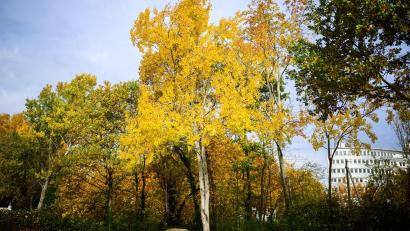 Bild: Julian Stratenschulte/dpa
Die Zitterpappel (Populus tremula) - auch Espe oder Aspe genannt -  ist Baum des Jahres 2026.