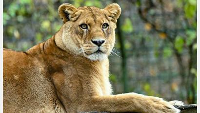 Bild: Patrick Pleul/dpa
Gibt es für die fünf verbleibenden Löwen noch Hoffnung? (Archivbild)