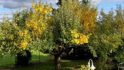 Bild: Josef Strobl
Die herbstliche Farbenpracht an einem einzigen Baum: An Josef Strobls Apfelbaum wachsen acht verschiedene Sorten von Äpfeln, die zu unterschiedlichen Zeiten reif werden. Deshalb färben sich auch, wie auf diesem Foto von Mitte Oktober deutlich zu sehen ist, die Blätter unterschiedlich.