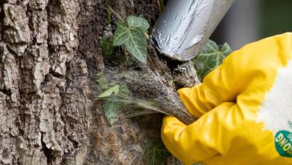 Symbolbild: Friso Gentsch/dpa
Die Gespinste des Eichenprozessionsspinners dürfen nur mit Schutzkleidung vom Stamm einer Eiche abgesaugt werden. Auch Mitarbeiter am Bauhof Oberviechtach haben einen entsprechenden Kurs absolviert.