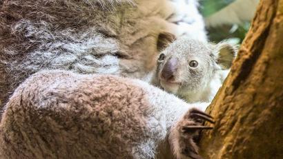 Bild: Jennifer Brückner/dpa
Ein kleines Koala-Jungtier wächst im Zoo Leipzig heran.