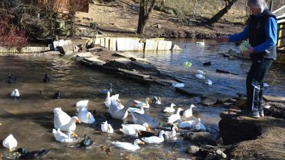 Bild: jr
Seit mehr als vier Jahrzehnten züchtet Johann Schmid Wassergeflügel. Dafür hat er schon zahlreiche Auszeichnungen bekommen.