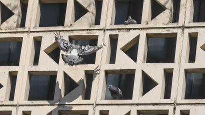 Archivbild: Gabi Schönberger
Durch Weiden flattern unzählige Stadttauben. Einige brüten in der Fassade des Josefshauses. Nun soll unter anderem dort ein Taubenschlag aufs Dach.