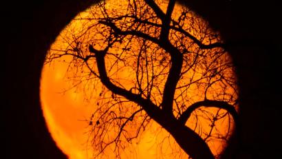 Bild: Patrick Pleul/dpa
Äste eines Baumes sind vor dem rötlich leuchtenden und abnehmenden Mond am frühen Abend über der Landschaft bei Sieversdorf zu sehen.