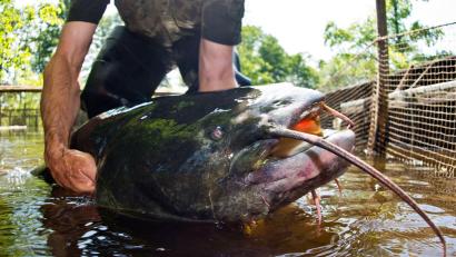 Bild: Patrick Pleul/dpa-Zentralbild/dpa
Die Ermittlungen wegen eines möglichen Verstoßes gegen das Tierschutzgesetz wurden eingestellt.