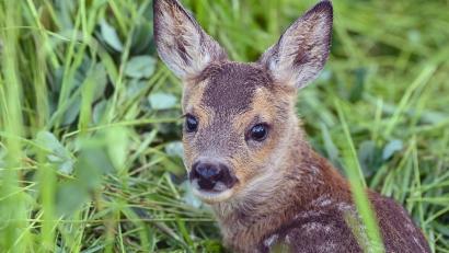 Bild: Patrick Pleul/dpa/dpa-tmn
Der Jagdpächter kümmerte sich um das tote Tier. (Symbolbild)