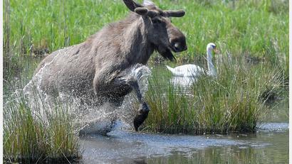 Symbolbild: Patrick Pleul/dpa-Zentralbild/dpa
Experten glauben, dass sich die Tiere künftig wieder dauerhaft in Deutschland ansiedeln könnten.