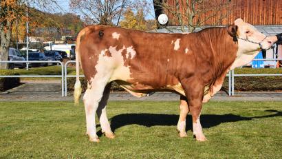 Bild: Rinderzuchtverband Oberpfalz/exb
Diesen "MID"-Sohn hat sich der Zweckverband II für künstliche Besamung in Greifenberg bei der Versteigerung gesichert.