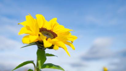 Bild: Uwe Anspach/dpa
Besonders der Süden profitiert von der Wetterlage.