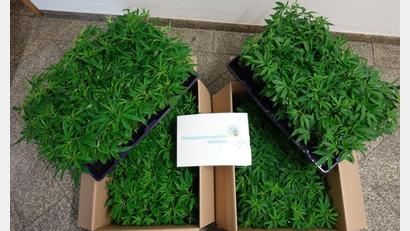 Bild: Polizei Oberpfalz
Die sichergestellte Cannabispflanzen.