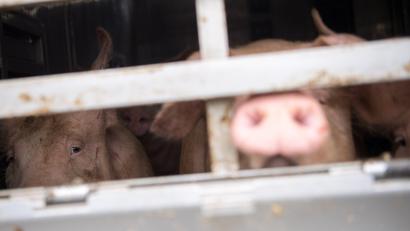 Symbolbild: Sebastian Gollnow/dpa
Schweine schauen aus einem Tiertransporter (Symbolbild). Ein 37-Jähriger musste sich vor Gericht verantworten, weil er bei einer solchen Fahrt die Regeln nicht eingehalten haben soll.