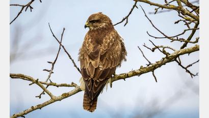Bild: Thomas Warnack/dpa
Ein Bussard im Landkreis Haßberge ist mit einem Gift getötet worden. (Symbolbild)