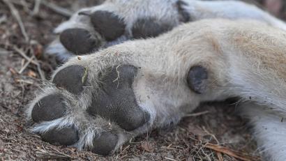 Bild: Patrick Pleul/dpa
Der tote Wolf war Ende Oktober von Wanderern in Lam nahe der Grenze zu Tschechien gefunden worden. (Symbolbild)