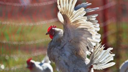 Bild: Karl-Josef Hildenbrand/dpa
Im Freistaat ist die Zahl der Hühnerhaltungen gestiegen. (Archivbild)