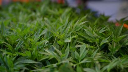 Bild: Michael Brandt/dpa
Die Polizei hat 400 Cannabis-Pflanzen beschlagnahmt. (Symbolbild)