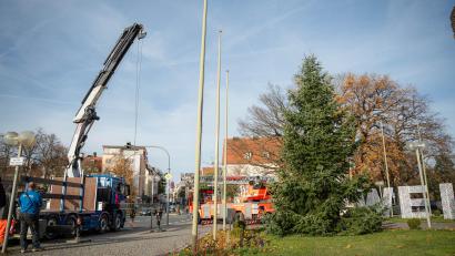 Bild: Noah Wegmüller-Kocher
Am Donnerstag wurde die sieben Meter hohe Tanne transportiert und aufgestellt.