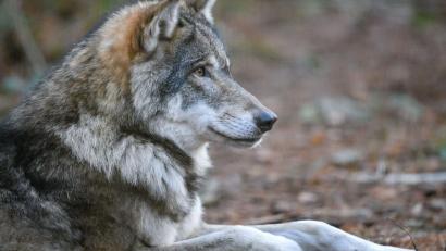 Symbolbild: Patrick Pleul/dpa
Der tote Wolf war Ende Oktober von Wanderern in Lam nahe der Grenze zu Tschechien gefunden worden.