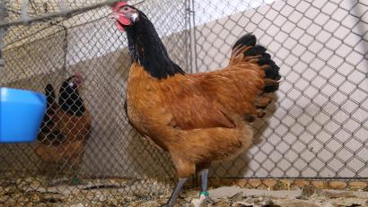 Archivbild: egl
Rund 300 Tiere gibt es bei der Rassegeflügelschau am 15. und 16. November in Speinshart/Tremmersdorf zu sehen. Im Bild ein Vorwerkhuhn, eine Haushuhnrasse, die es seit über 120 Jahren gibt.