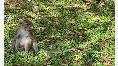 Bild: Carola Frentzen/dpa
Thailändische Behörden haben Dutzende Affen befreit. (Archivbild)