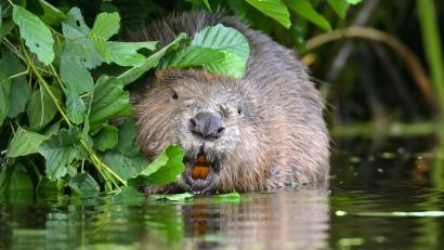 Symbolbild: Patrick Pleul/dpa-Zentralbild/dpa
Wenn Biber einen Fluss oder Bach stauen, freut das viele Tier- und Pflanzenarten - ansässige Landwirte oder Unternehmen sind aber wenig begeistert. In Bayern spricht sich der Jagdminister daher für Abschüsse der Tiere aus, die „Probleme“ machen.