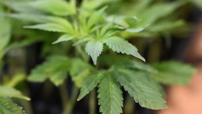 Bild: Michael Brandt/dpa
Die Ermittler entdeckten Marihuana. (Symbolbild)