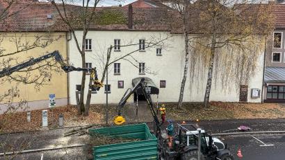 Bild: Petra Hartl
Die drei Ahornbäume wurden gefällt, die beiden Birken gleich nebenan dürfen stehen bleiben.