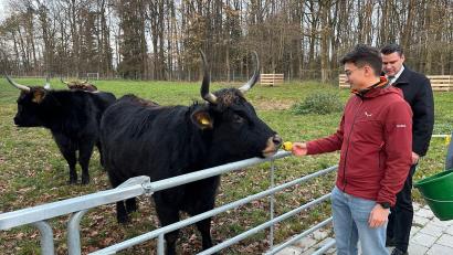 Bild: ihl
Die Äpfel schmecken, egal wer sie reicht. Hier ist es der Höllohe-Geschäftsführer Lukas Reichl. Auch bei Landrat Thomas Ebeling haben die Auerochsen fleißig Äpfel vertilgt.