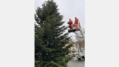 Bild: Christine Hollederer
Die Bauhofmitarbeiter Thomas Scharl (links) und Andreas Hirsch stellen die Christbäume im Innenhof und auf dem Balkon des Landratsamtes auf.